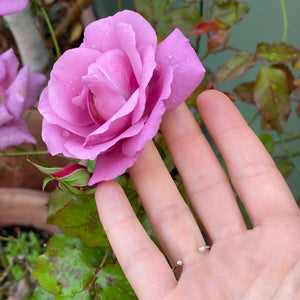 Holy Trinity ring pink